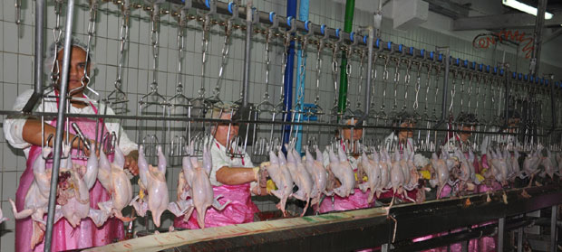 Нишлије покушавају да оживе Агрожив: Бифтек спасава батак